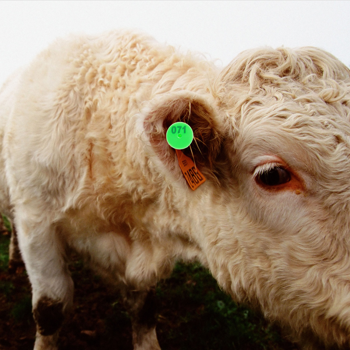 Livestock Ear Tag - 100Pcs Plastic Livestock Ear Tags 1-100