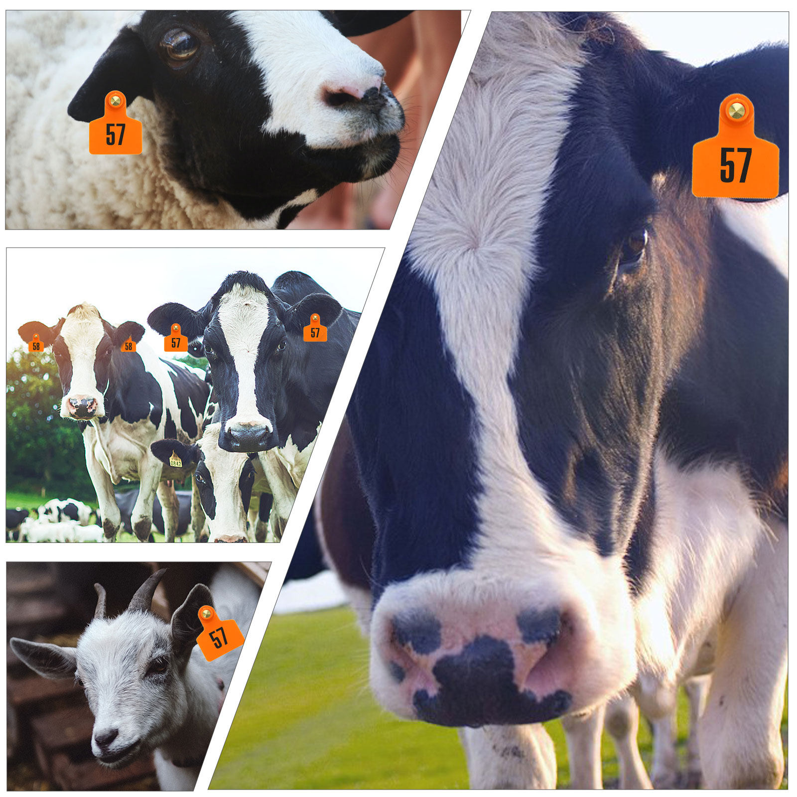 100Pcs Animal Ear Tags Plastic - Livestock Ear Tag recension och pris